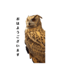 シベリアンワシミミズクの挨拶（個別スタンプ：3）