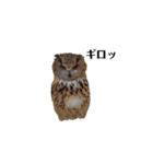 シベリアンワシミミズクの挨拶（個別スタンプ：4）