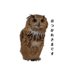シベリアンワシミミズクの挨拶（個別スタンプ：5）