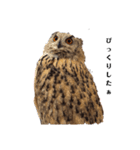 シベリアンワシミミズクの挨拶（個別スタンプ：6）
