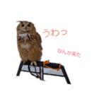シベリアンワシミミズクの挨拶（個別スタンプ：8）
