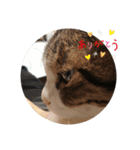 我が家のにゃんこ達＊＊（個別スタンプ：1）