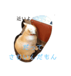 我が家のにゃんこ達＊＊（個別スタンプ：3）