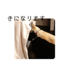我が家のにゃんこ達＊＊（個別スタンプ：7）