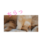 我が家のにゃんこ達＊＊（個別スタンプ：10）