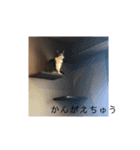 我が家のにゃんこ達＊＊（個別スタンプ：13）