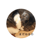 我が家のにゃんこ達＊＊（個別スタンプ：14）