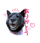 甲斐犬ちゃみスタンプ（個別スタンプ：1）