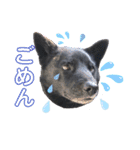 甲斐犬ちゃみスタンプ（個別スタンプ：2）