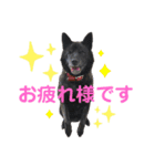 甲斐犬ちゃみスタンプ（個別スタンプ：3）