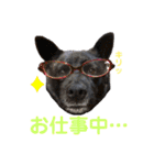 甲斐犬ちゃみスタンプ（個別スタンプ：4）