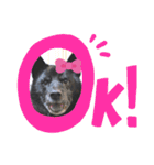 甲斐犬ちゃみスタンプ（個別スタンプ：5）