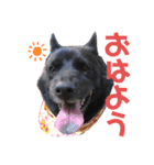 甲斐犬ちゃみスタンプ（個別スタンプ：7）