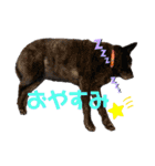 甲斐犬ちゃみスタンプ（個別スタンプ：8）
