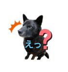 甲斐犬ちゃみスタンプ（個別スタンプ：9）