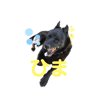 甲斐犬ちゃみスタンプ（個別スタンプ：10）