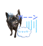 甲斐犬ちゃみスタンプ（個別スタンプ：11）