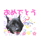 甲斐犬ちゃみスタンプ（個別スタンプ：13）