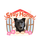 甲斐犬ちゃみスタンプ（個別スタンプ：14）