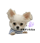 チワワのカイトくん（個別スタンプ：1）