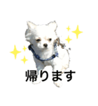 チワワのカイトくん（個別スタンプ：2）