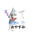 チワワのカイトくん（個別スタンプ：4）