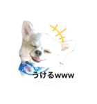 チワワのカイトくん（個別スタンプ：5）