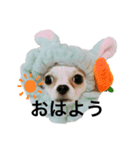 チワワのカイトくん（個別スタンプ：7）