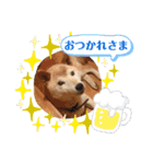 柴犬タフ♂その2（個別スタンプ：2）