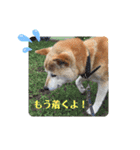 柴犬タフ♂その2（個別スタンプ：3）