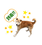 柴犬タフ♂その2（個別スタンプ：4）