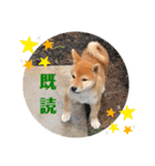 柴犬タフ♂その2（個別スタンプ：5）