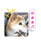 柴犬タフ♂その2（個別スタンプ：11）