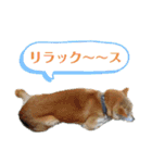 柴犬タフ♂その2（個別スタンプ：14）