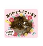 うちの猫(*ΦωΦ*)（個別スタンプ：1）
