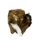 うちの猫(*ΦωΦ*)（個別スタンプ：3）