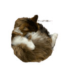 うちの猫(*ΦωΦ*)（個別スタンプ：4）