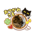 うちの猫(*ΦωΦ*)（個別スタンプ：5）
