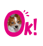 Papillon dog stamps（個別スタンプ：1）