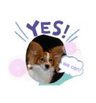 Papillon dog stamps（個別スタンプ：2）