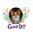 Papillon dog stamps（個別スタンプ：3）