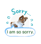 Papillon dog stamps（個別スタンプ：5）