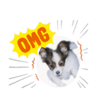 Papillon dog stamps（個別スタンプ：6）