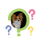 Papillon dog stamps（個別スタンプ：7）