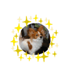 Papillon dog stamps（個別スタンプ：9）