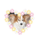 Papillon dog stamps（個別スタンプ：11）