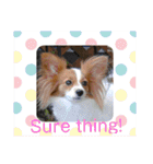 Papillon dog stamps（個別スタンプ：13）
