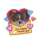 Papillon dog stamps（個別スタンプ：14）
