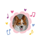 Papillon dog stamps（個別スタンプ：15）