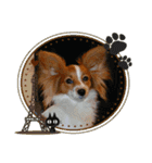 Papillon dog stamps（個別スタンプ：16）